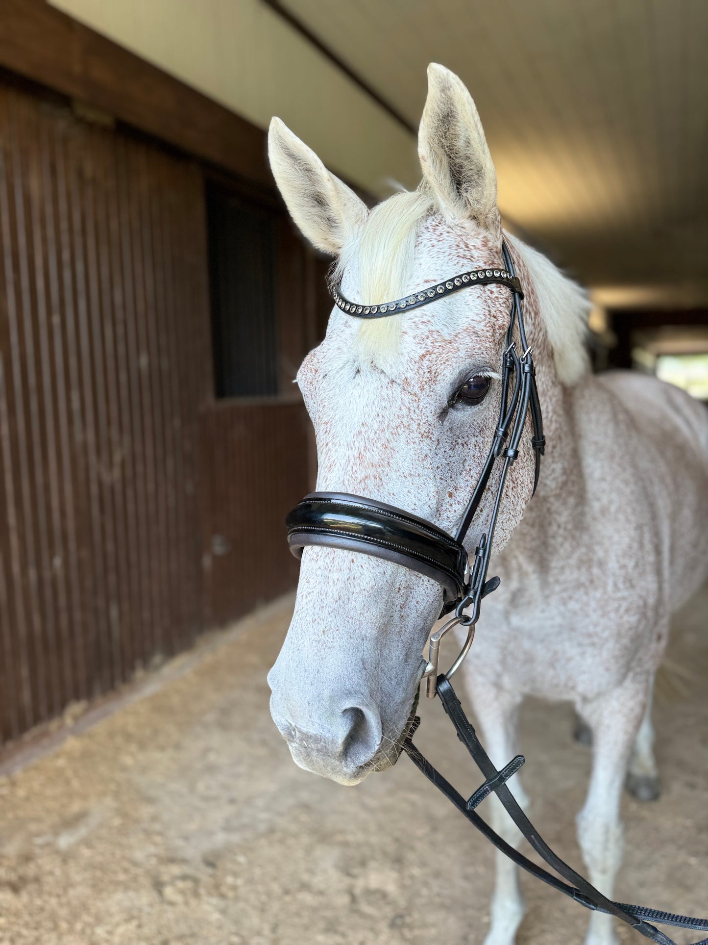 Luxe Dressage Bridle - Black